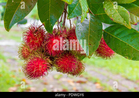 Un cluster di ripe rosso frutti di rambutan (Nephelium lappaceum) appeso a un albero, coltivati in Malaysia. Il suo nome è un riferimento per i numerosi ... Foto Stock