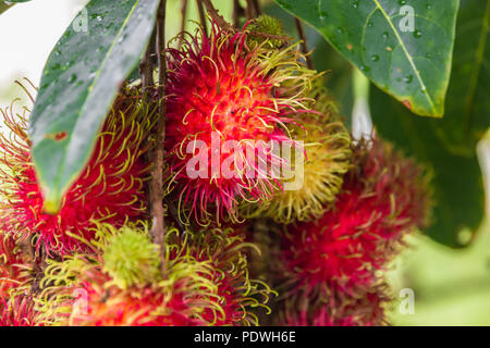 Grande close-up di rambutan organici frutti (Nephelium lappaceum) con il loro verde e rosso e picchi che assomigliano a capelli. Questo mucchio di frutti maturi sono... Foto Stock