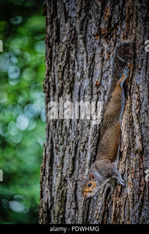 Uno scoiattolo appeso a testa in giù sul lato di un albero in un Washington Park. Foto Stock