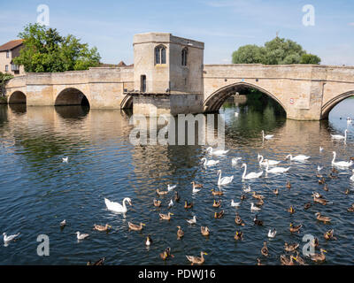 Il ponte vecchio con una cappella attraverso il Fiume Great Ouse St Ives Cambridgeshire Regno Unito con cigni e anatre sul fiume Foto Stock