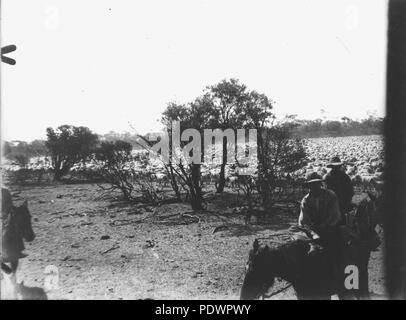 280 StateLibQld 2 109992 pecore droving nel quartiere Adavale, 1900-1910 Foto Stock