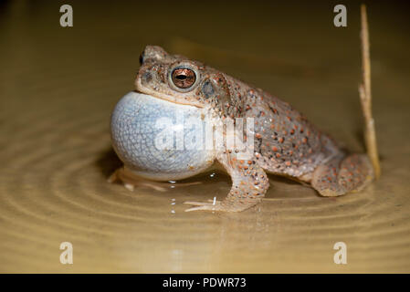 Chiamando pezzata di rosso, Toad (Anaxyrus scandisce), Okito deserto, Nuovo Messico, STATI UNITI D'AMERICA, Foto Stock