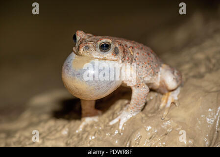 Chiamando pezzata di rosso, Toad (Anaxyrus scandisce), Okito deserto, Nuovo Messico, STATI UNITI D'AMERICA, Foto Stock