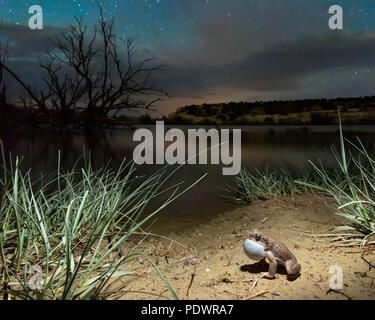 Chiamando pezzata di rosso, Toad (Anaxyrus scandisce), Okito deserto, Nuovo Messico, STATI UNITI D'AMERICA, Foto Stock