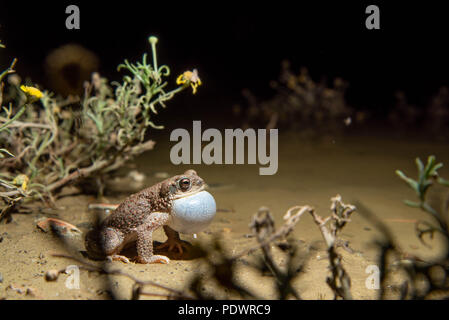 Chiamando pezzata di rosso, Toad (Anaxyrus scandisce), Okito deserto, Nuovo Messico, STATI UNITI D'AMERICA, Foto Stock