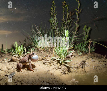 Chiamando pezzata di rosso, Toad (Anaxyrus scandisce), Okito deserto, Nuovo Messico, STATI UNITI D'AMERICA, Foto Stock