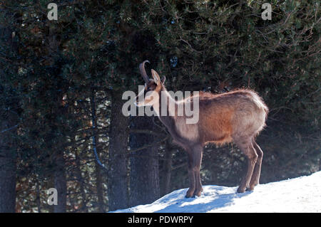 Camoscio dei pirenei in inverno (Rupicapra pyrenaica) Spagna Spain Foto Stock