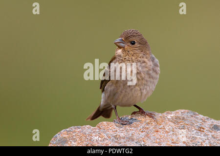 Femmina Rosefinch comune negli allevamenti di habitat. Foto Stock