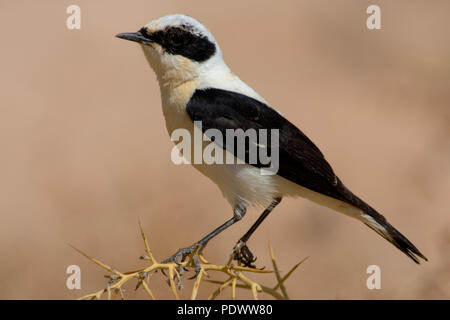 Sightseeing nero orientale-eared culbianco. Foto Stock