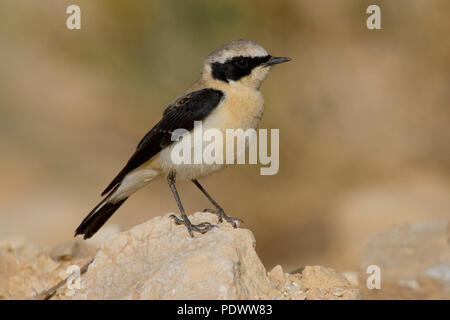 Sightseeing nero orientale-eared culbianco. Foto Stock