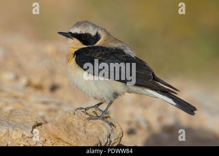 Sightseeing nero orientale-eared culbianco. Foto Stock