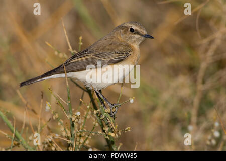 Sightseeing nero orientale-eared culbianco. Foto Stock