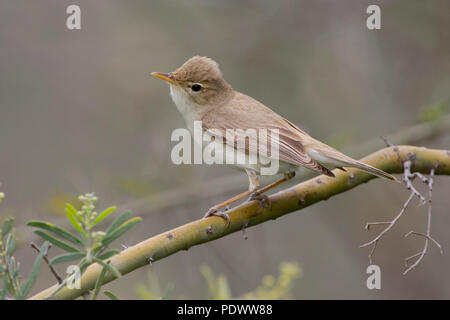 Eastern Olivaceous Trillo su un ramoscello con boccioli. Foto Stock