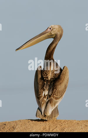 Pellicano dal retro guardando a sinistra. Foto Stock