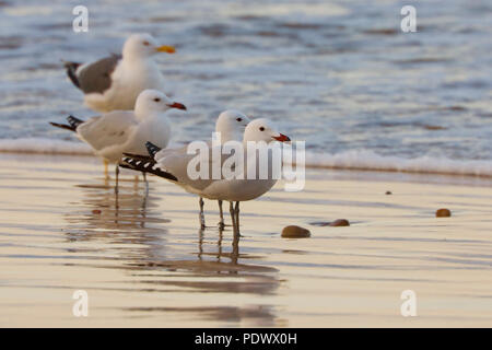 Broedt lokaal op eilanden in de Middellandse Zee. trekt gedeeltelijk naar West-Afrika. Foto Stock