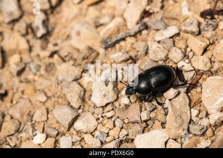 Big Black bug sul terreno pietroso nella foresta Foto Stock