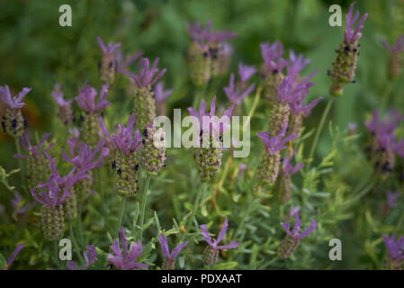 Lavandula stoechas pianta Foto Stock