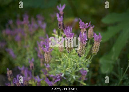 Lavandula stoechas pianta Foto Stock