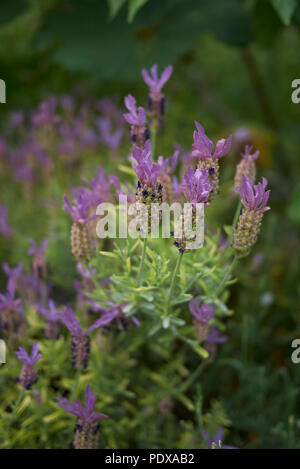 Lavandula stoechas pianta Foto Stock