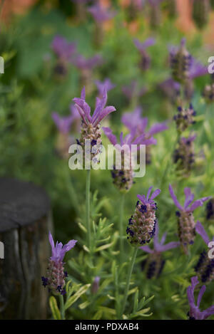 Lavandula stoechas pianta Foto Stock