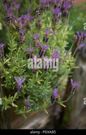 Lavandula stoechas pianta Foto Stock