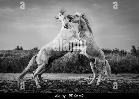 Cavalli Camargue sparring, Saintes-Maries-de-la-Mer, Camargue, Francia Foto Stock