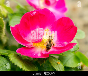 Pinke Hundsrosenbluete und Biene Fruehling im Foto Stock