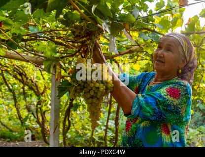 Urumqi, della Cina di Xinjiang Uygur Regione autonoma. 6 Sep, 2015. Una donna raccoglie uva ad un punto panoramico a Turpan, a nord-ovest della Cina di Xinjiang Uygur Regione autonoma, Sett. 6, 2015. Xinjiang, godendo il sole a lunga durata e una grande differenza di temperatura, è famosa per la sua munificenza di frutta, comprese le uve, i meloni e le pere, ecc. Credito: Zhao Ge/Xinhua/Alamy Live News Foto Stock