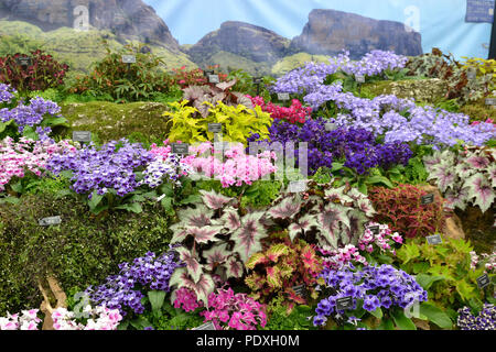 Shrewsbury Flower Show 2018, Shropshire, Regno Unito. Display floreali Credito: Susie Kearley/Alamy Live News Foto Stock