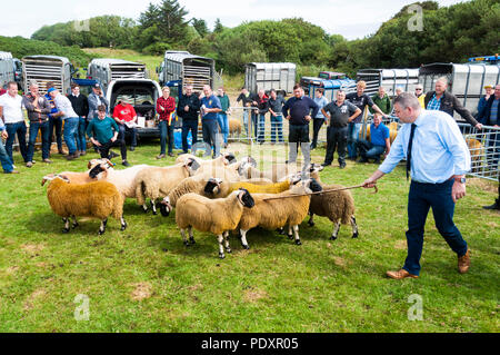 Ardara, County Donegal, Irlanda meteo. 11 agosto 2018. Un giudice rileva un vincitore in una voce di pecora a Ardara annuale spettacolo agricolo. Credito: Richard Wayman/Alamy Live News Foto Stock