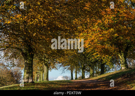 Autunno nel parco Ampthill, Bedfordshire Foto Stock