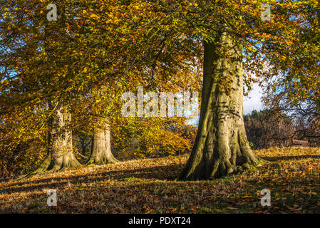 Autunno nel parco Ampthill, Bedfordshire Foto Stock