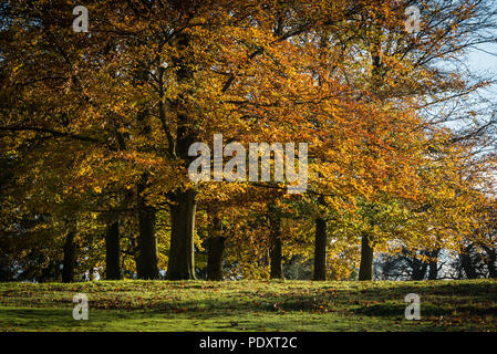 Autunno nel parco Ampthill, Bedfordshire Foto Stock
