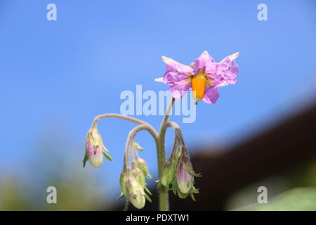 Fiori di patata, i fiori della pianta di patata con petali di rosa e giallo stame. Foto Stock