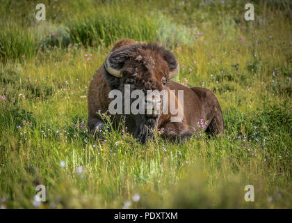 Bison rilassante nei prati di Lamar Valley, il Parco Nazionale di Yellowstone Foto Stock