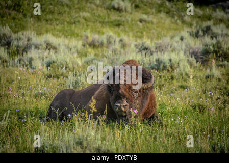 Bison rilassante nei prati di Hayden Valley, il Parco Nazionale di Yellowstone Foto Stock