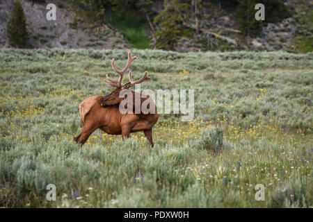 Lone bull elk nella valle di Hayden al tramonto, il Parco Nazionale di Yellowstone Foto Stock