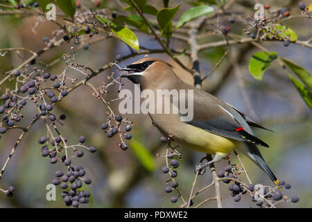 Un cedro waxwing alimentando il ligustro bacche. Foto Stock