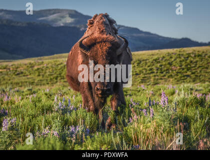 Il bisonte femmina a piedi attraverso i fiori selvatici, Lamar Valley, il Parco Nazionale di Yellowstone Foto Stock