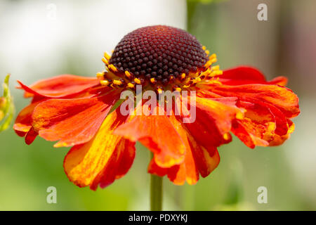 Macro shot di Helenium testa di fiore in fiore da lato a. Foto Stock