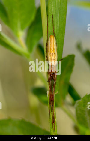 Macro shot di lunghe ganasce-Orb weaver spider allungati verticalmente sul gambo di pianta. Foto Stock