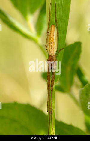 Macro shot di lunghe ganasce-Orb weaver spider allungati verticalmente sul gambo di pianta. Foto Stock