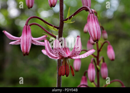 Fiori di colore rosa di lily nella serata di mezza estate Foto Stock