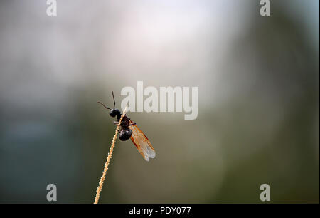 Un falegname ant cercando di prendere il largo Foto Stock