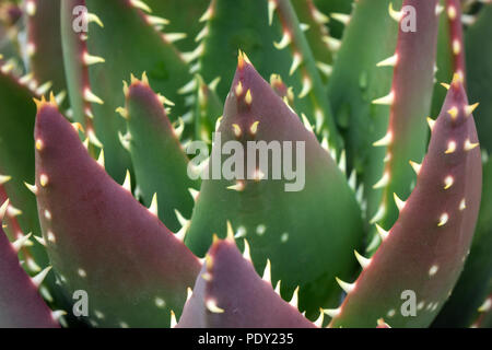Foglie di aloe (Aloe vera), Gran Canaria Isole Canarie Spagna Foto Stock