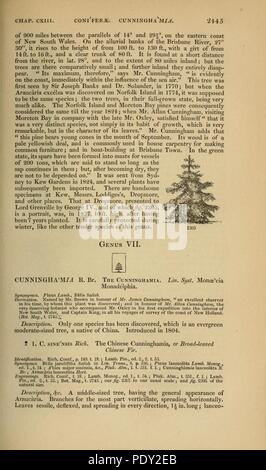 Arboretum et fruticetum britannicum (pagina 2445) Foto Stock