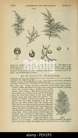 Arboretum et fruticetum britannicum (pagina 2502) Foto Stock