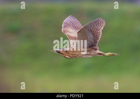 Flying grande Botaurus stellaris Foto Stock