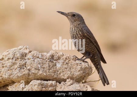 Femmina di Passero Solitario; Monticola solitarius Foto Stock