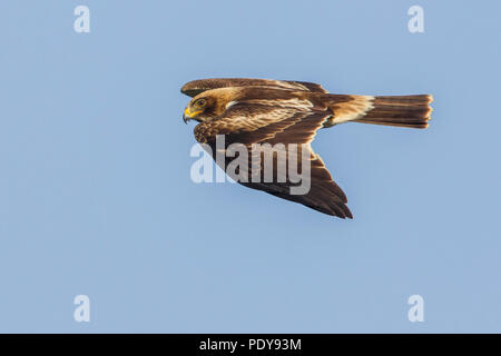 Flying avviato Eagle (Aquila pennata) Foto Stock